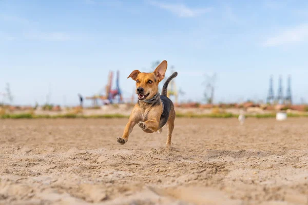 Tiro Perto Cão Companheiro Correndo Areia — Fotografia de Stock