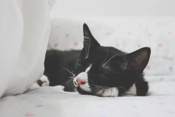 Close Gato Preto Branco Deitado Cama — Fotografia de Stock