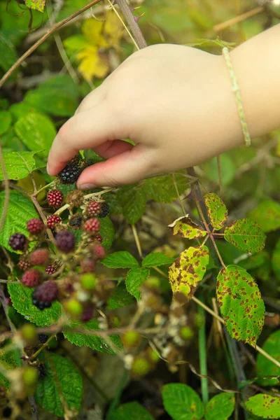 Fotografie Verticală Băiatului Culegând Fructe Pădure — Fotografie, imagine de stoc