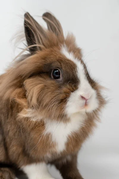 Eine Nahaufnahme Eines Niedlichen Braunen Und Weißen Kaninchens — Stockfoto