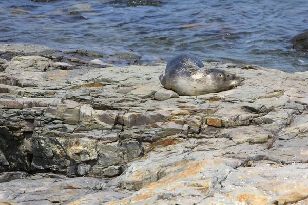 Jeune Phoque Commun Sur Rivage Rocheux Bar Harbor Dans Maine — Photo