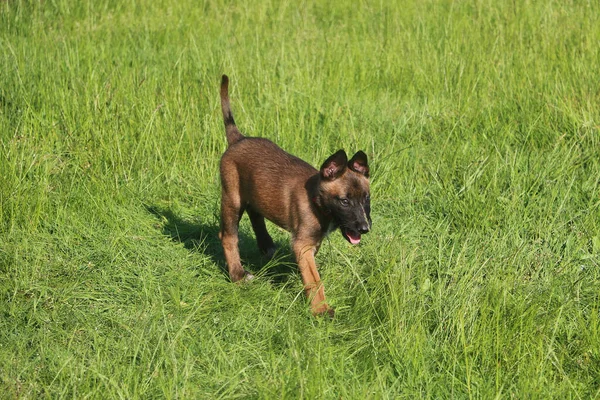 Adorable Chiot Berger Allemand Brun Dans Parc — Photo