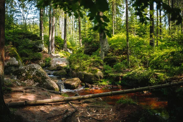 Гарний Знімок Струмка Тече Листяному Лісі — стокове фото