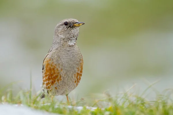 Szelektív Fókusz Közelkép Egy Madár Nevű Alpine Accentor Ült Egy — Stock Fotó