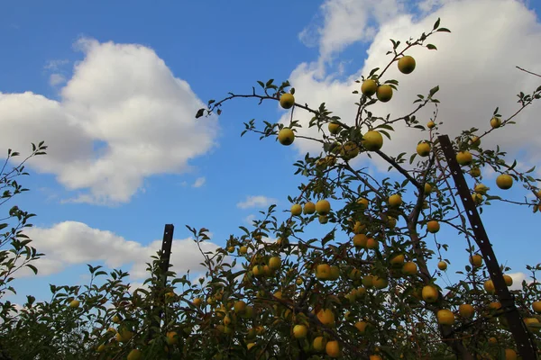 Tiro Baixo Ângulo Árvores Cheias Frutas Dia Ensolarado — Fotografia de Stock