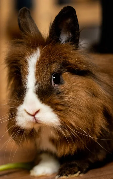 Вертикальный Снимок Милого Коричневого Кролика Полу — стоковое фото