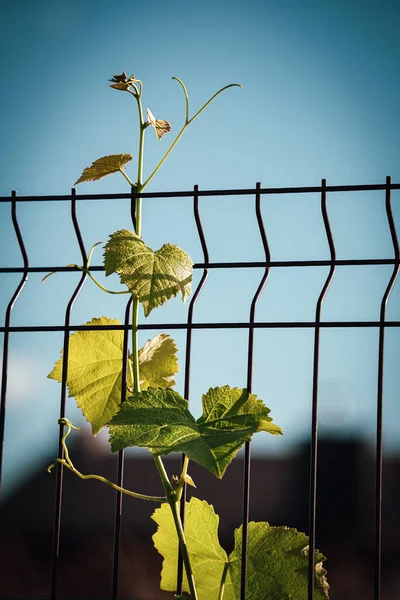 Płytkie Ujęcie Ostrości Rośliny Winorośli Kwitnącej Metalowym Ogrodzeniu — Zdjęcie stockowe