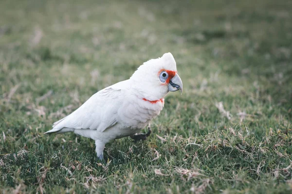 Closeup White Cockatoo Walking Grass — Stock Photo, Image