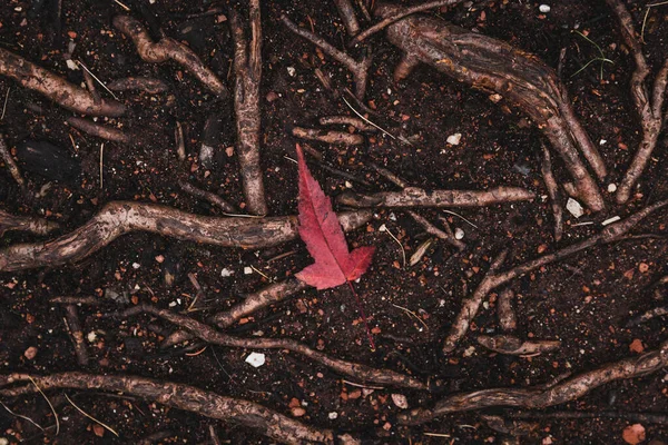 Селективный Снимок Красного Листа Земле — стоковое фото