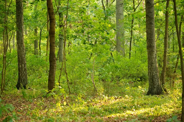 Vacker Bild Från Grön Skog — Stockfoto