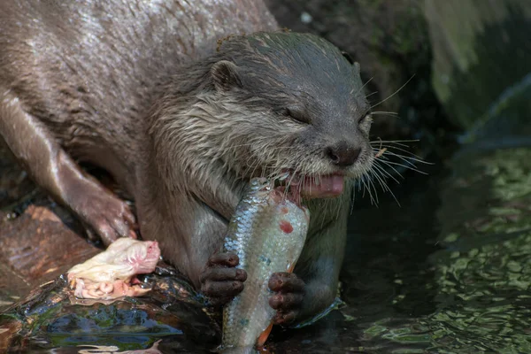 Gros Plan Une Loutre Dans Rivière Attrape Poisson — Photo