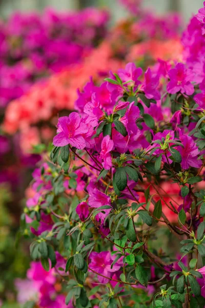 Tiro Close Belas Flores Azálea Vibrantes Jardim — Fotografia de Stock