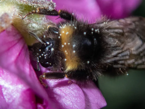 Gros Plan Une Abeille Qui Collecte Pollen Une Fleur Dans — Photo