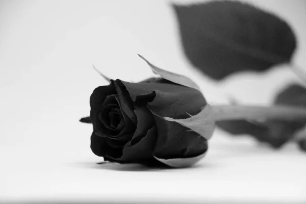 Snímek Růže Stupních Šedi Černobílém Pozadí — Stock fotografie