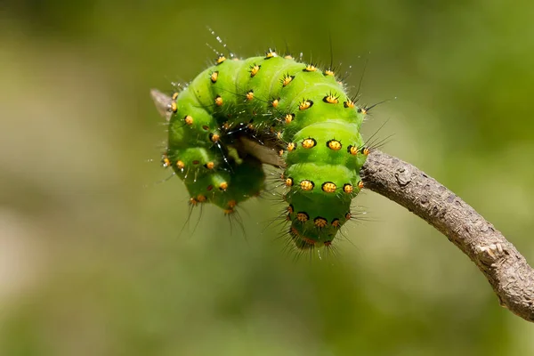 背景がぼやけている木の枝にあるサトニア パヴォニアの毛虫の閉鎖 — ストック写真