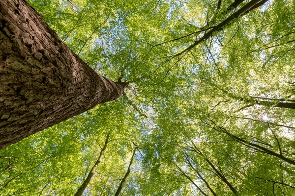 Nízký Úhel Záběru Stromů Lese Slunečného Dne — Stock fotografie