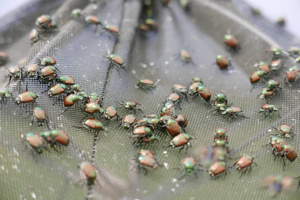 Selective Focus Shot Japanese Beetles Popillia Japonica — Stock Photo, Image