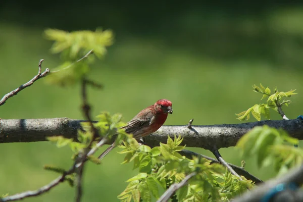 Primer Plano Pájaro Pinzón Púrpura Posado Una Rama Árbol — Foto de Stock