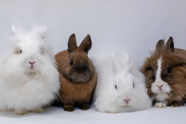 Een Groep Schattige Konijnen Een Witte Achtergrond — Stockfoto