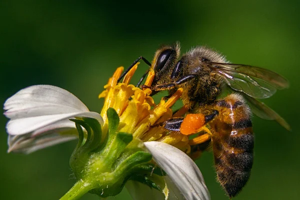 Egy Közeli Kép Egy Méhről Egy Kamillavirágon — Stock Fotó