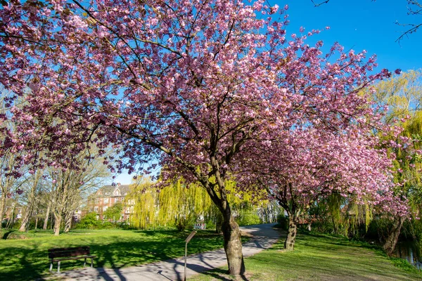 Almanya Bir Parkta Çiçek Açan Ağaçların Güzel Manzarası — Stok fotoğraf