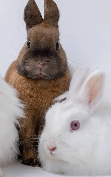 Tiro Close Isolado Vertical Coelhos Marrons Brancos Fofos — Fotografia de Stock