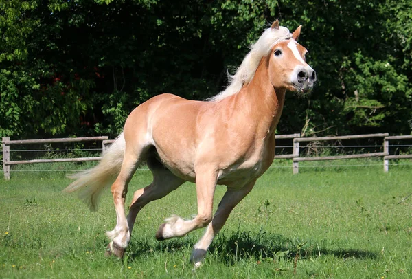 牧草地を走る美しい馬のクローズアップ — ストック写真