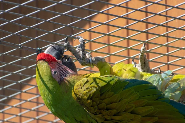 日光浴笼中一只绿鹦鹉在室外的特写镜头 — 图库照片