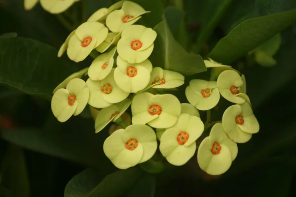 Close Flor Espinho Cristo Amarelo Coroa Espinhos Planta — Fotografia de Stock