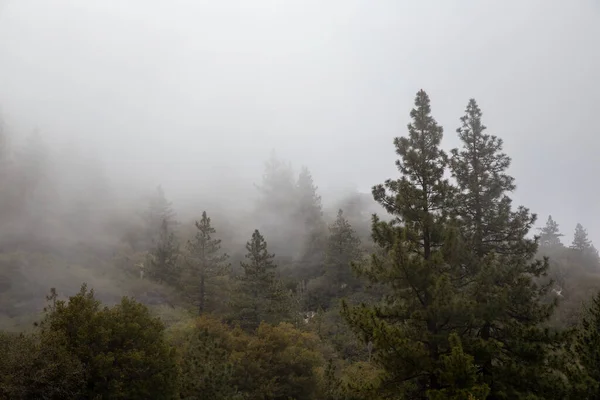 Красивый Снимок Сосен Туманном Лесу — стоковое фото