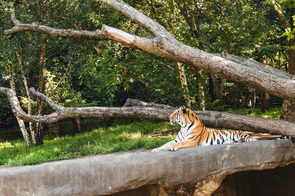 Hamburg Německo Července 2020 Tygr Ležící Zemi Zoo Hagenbeck Hamburku — Stock fotografie