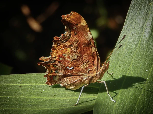 Tiro Close Uma Borboleta Vírgula Folhas Verdes Durante Dia Ensolarado — Fotografia de Stock