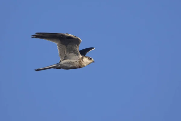 Açık Mavi Gökyüzüne Karşı Uçan Beyaz Kuyruklu Bir Uçurtma Elanus — Stok fotoğraf