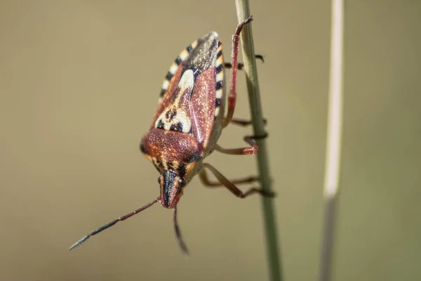 Ett Makro Skott Bugg Växt — Stockfoto