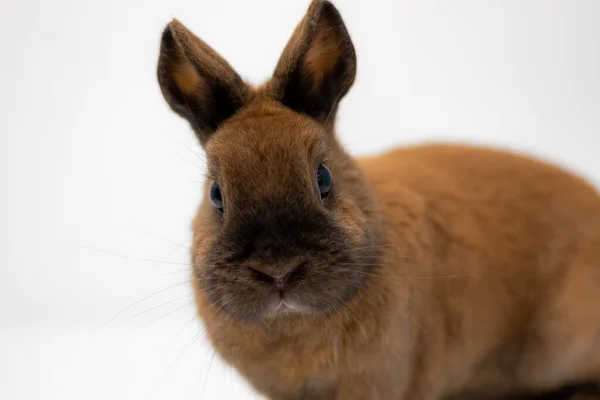 Nahaufnahme Eines Braunen Zwergkaninchens — Stockfoto