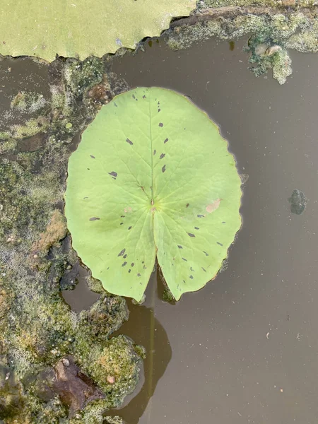 水面に緑の蓮の葉の垂直ショット — ストック写真