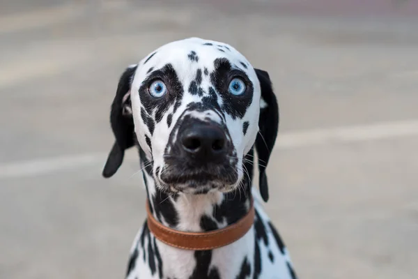 Sebuah Fokus Tembakan Selektif Dari Wajah Dalmatian Dengan Mata Menatap — Stok Foto