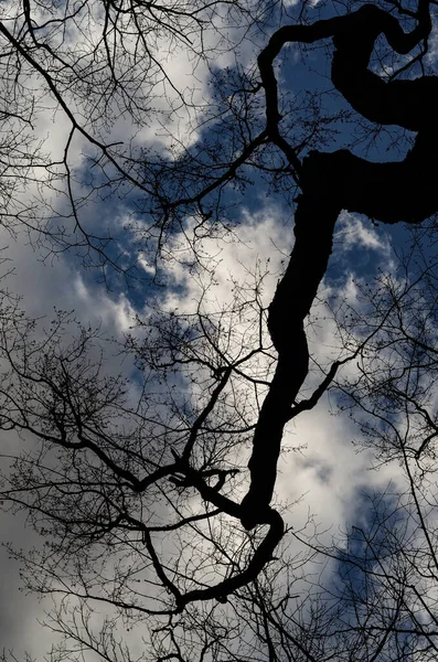 Vertikal Låg Vinkel Skott Ett Träd Med Molnig Himmel Bakgrunden — Stockfoto