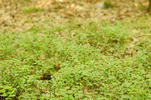 Une Prise Vue Sélective Plantes Vertes Dans Pré — Photo