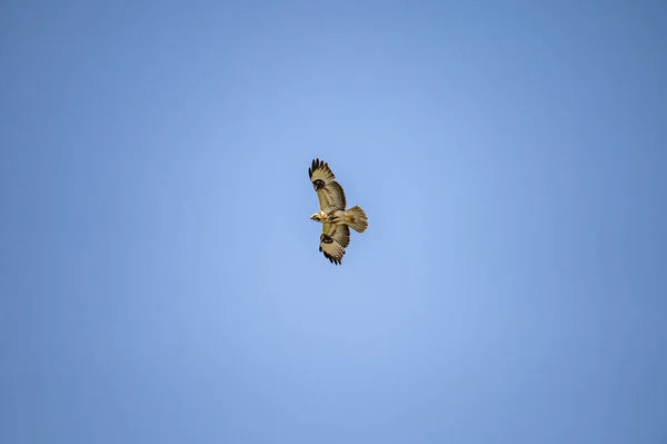 Ângulo Baixo Tiro Longo Uma Águia Voando Céu — Fotografia de Stock