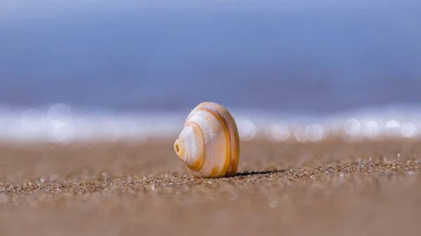 Closeup Shot Seashell Sand — Stock Photo, Image