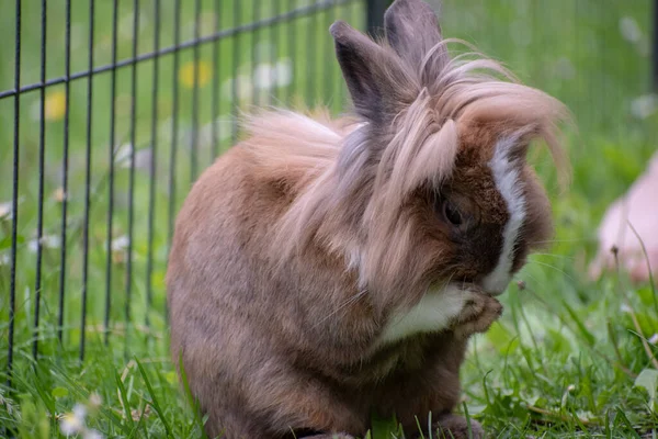 一个可爱的小兔子的选择性焦点镜头 — 图库照片