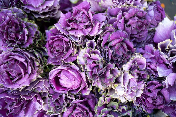 Top View Purple Decorative Cabbages — Stock Photo, Image