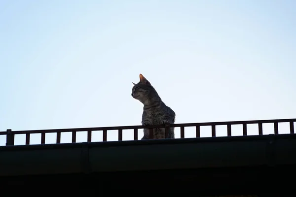 Kot Stojący Moście — Zdjęcie stockowe