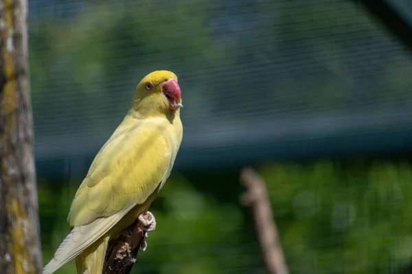 Närbild Bild Gul Turturduva Sittande Pinne Med Suddig Bakgrund — Stockfoto