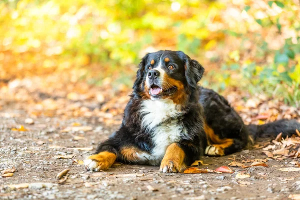 Een Schattige Zwarte Berner Berghond Liggend Grond Met Gevallen Bladeren — Stockfoto