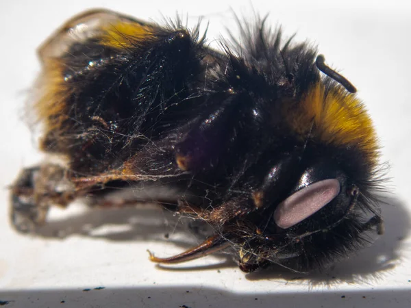 Gros Plan Abeille Morte Sur Une Surface Blanche — Photo