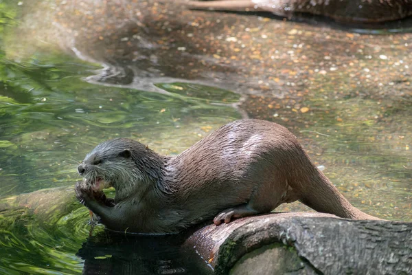 Closeup Shot Otter Eating Its Prey Riverbank — Stock Photo, Image