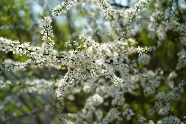 Selective Focus Shot Cherry Blossoms Growing Tree — Stock Photo, Image