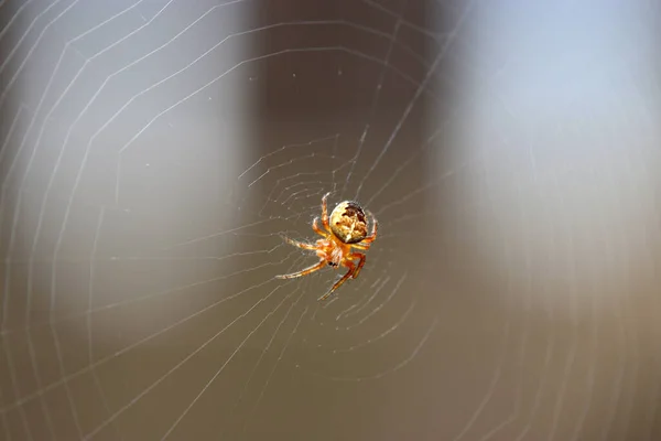 Tiro Perto Uma Aranha Numa Teia — Fotografia de Stock